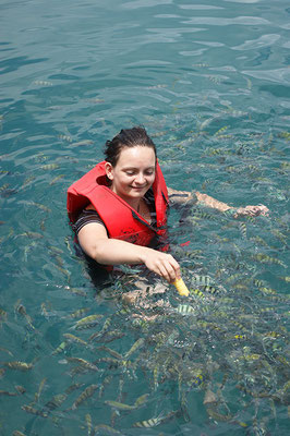 Fische füttern bei einem Schnorchelausflug nach Koh Talu.