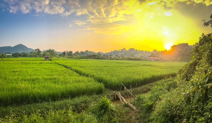 Reisfeld in Chiang Rai