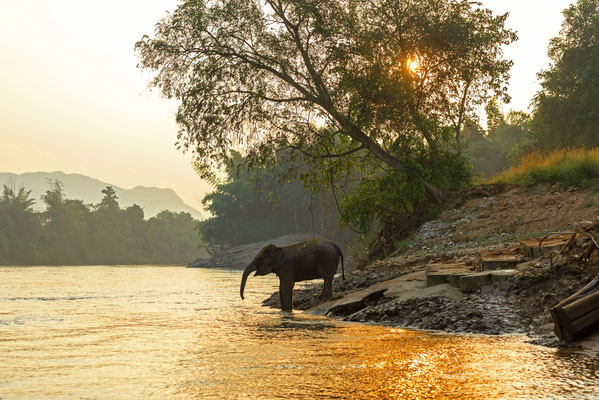 Ein Elefant geht in den River Kwai Fluss in Kanchanaburi