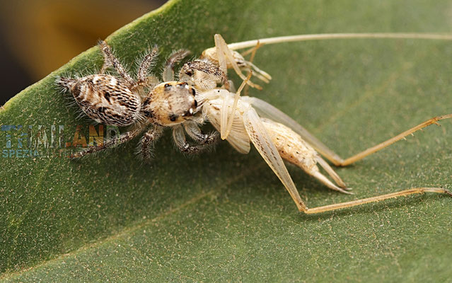 Thailands Jumper Spinne, Hyllus semicupreus, weiblich Jagd auf Katydid Nymphe auf Koh Smaui