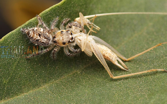 Thailands Jumper Spinne, Hyllus semicupreus, weiblich Jagd auf Katydid Nymphe auf Koh Smaui