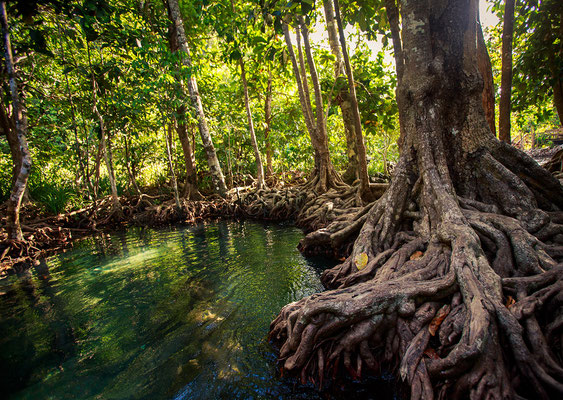 Mangrovenwald Süd-Thailand