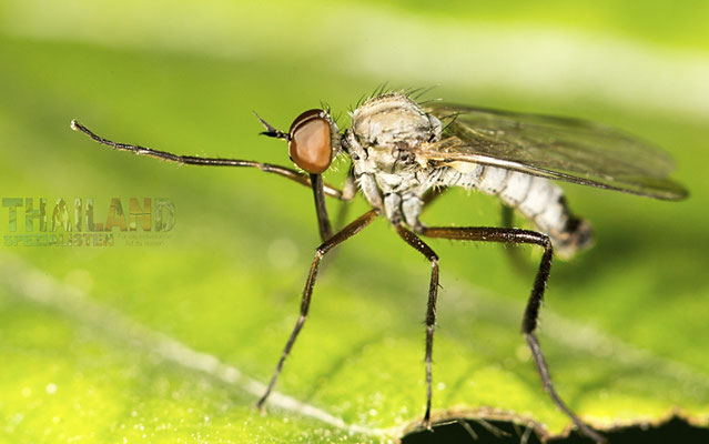 Culex tritaeniorhynchus ist eine Mückenart und der Hauptüberträger der Krankheit Japanische Enzephalitis