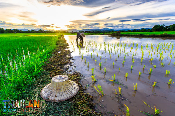 Reis wird gepflanzt vor der Regenzeit - "CBT Tourismus mit Nuttys Adventures"