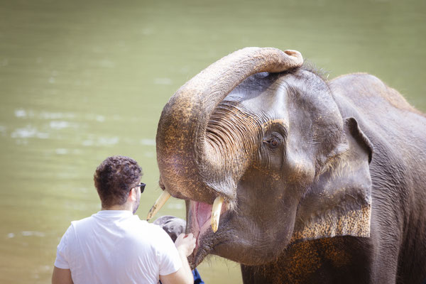 Tourist füttert einen thailändischen Elefanten in Kanchanaburi