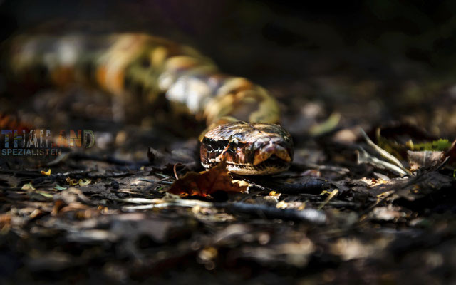 Sumatra-Kurzschwanzpython (python curtus) kriecht