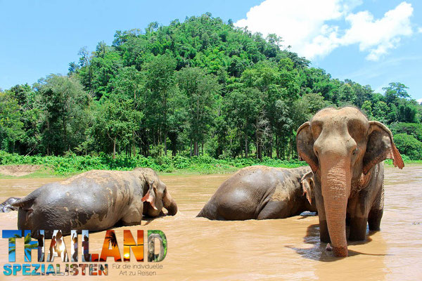 Elefanten erleben auf der Nordthailand Urlaubsreise