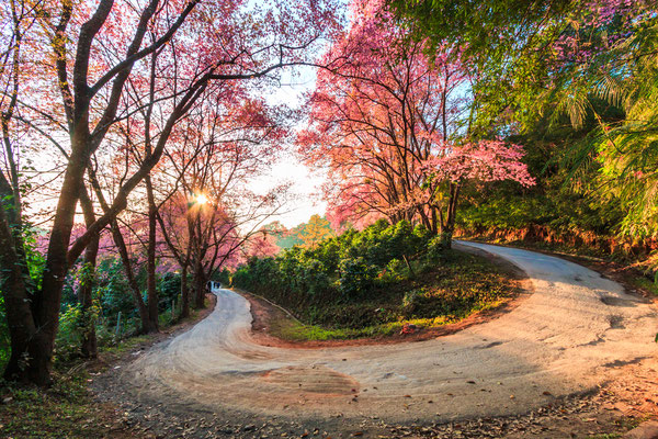 Sakurablüten