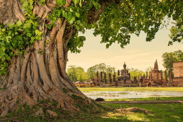 Wurzelbaum in Ayutthaya