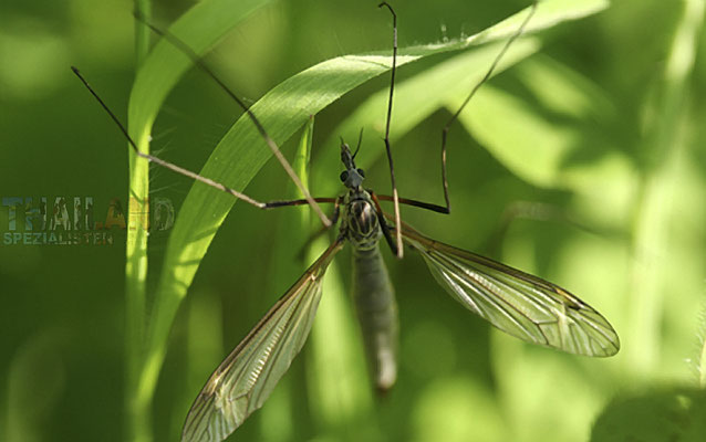 Anopheles, auch Malaria-, Gabel- oder Fiebermücken genannt, ist eine Gattung in der Familie der Stechmücken