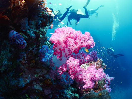 Koralle Thailand