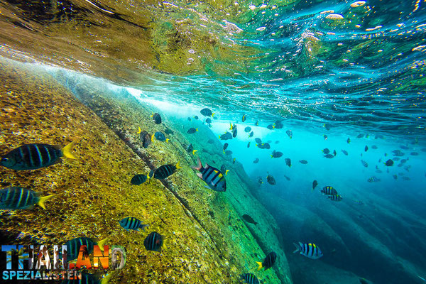 Unterwasserwelt von den Similand-Inseln