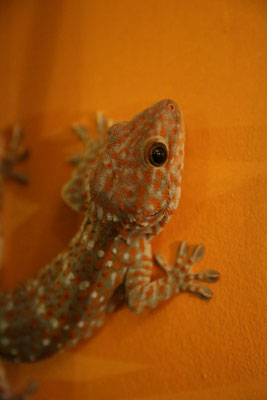 Die Tokey Geckos ...