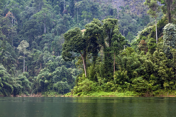Üppige Regenwald-Natur in Khao Sok