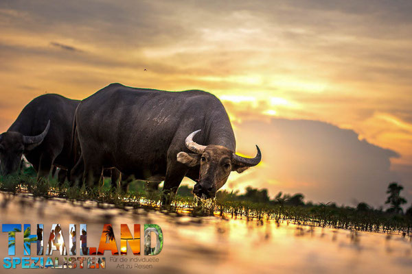 Imposanter Büffel auf einem thailändischen Reisfeld bei Nakhon Sawan