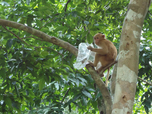 Affen im Erawan Nationalpark