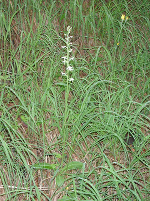 Waldhyazinthe