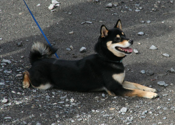 Dai Haku of isamashii Nakama geb. 14 Sept. 2014