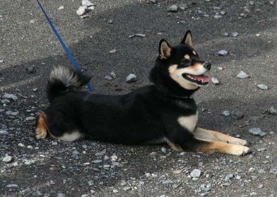 Dai Haku of isamashii Nakama geb. 14 Sept. 2014