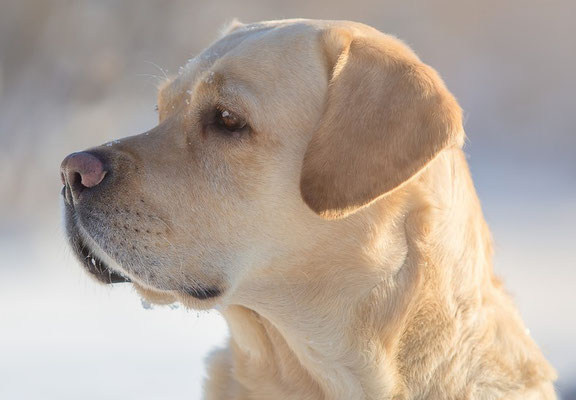 Oreilles "standard" d'un labrador