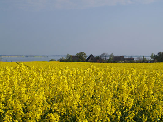 Rapsfeld mit Blick auf die Wismarer Bucht