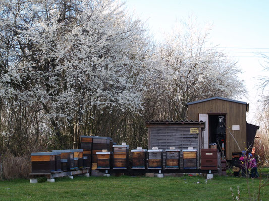 Frühling