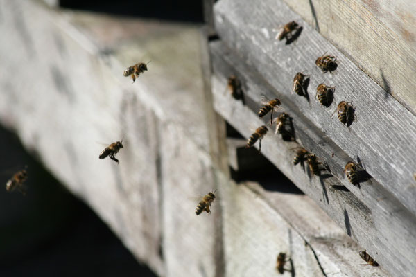 Bienen im Anflug