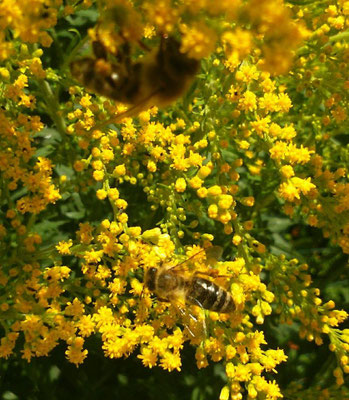 Carnica auf Goldrute