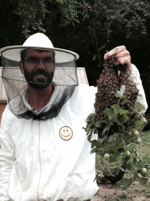 2016: Bienenschwarm im Pflaumenbaum
