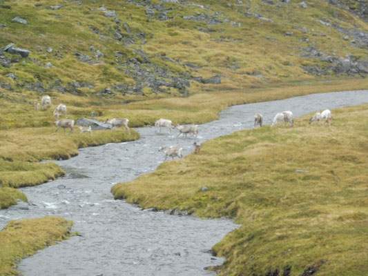  un troupeau de rennes qui traverse un torrent.