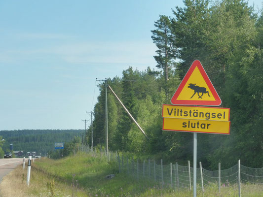  un panneau courant en Scandinavie, et très important, Attention rennes !