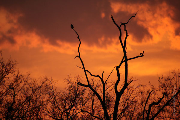 Sunset at the waterhole