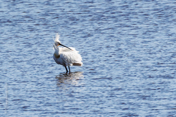 Löffler / Eurasian Spoonbill