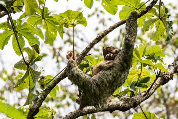 Sloth with baby!