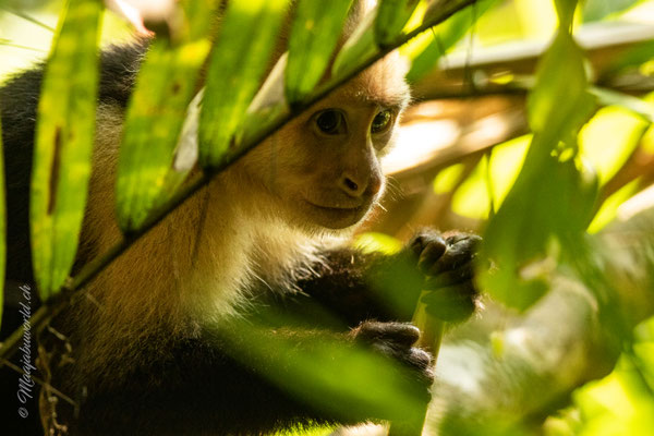 White Faced Monkeys