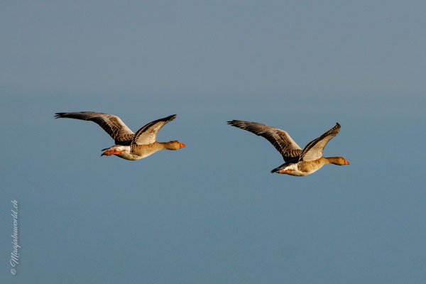Graugänse / Graylag Goose