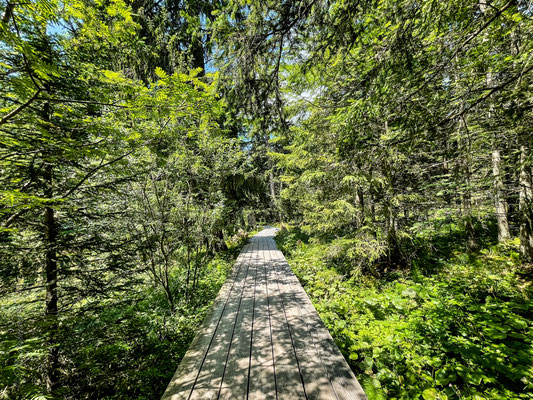 Moorpfad bei der Teichalm. / Swamp-path at the Teichalm. 