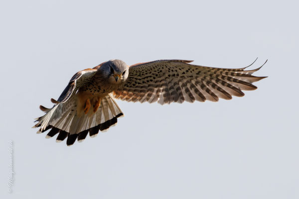 Turmfalke / Kestrel