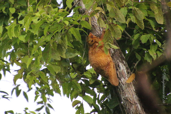 Flying Squirell