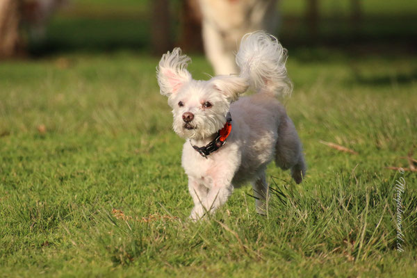 Short walk with Archie