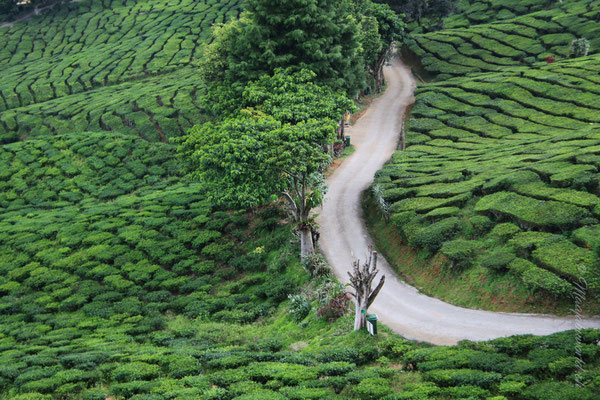 Cameron Highlands tee plantaions