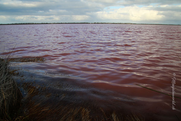 the pink lake