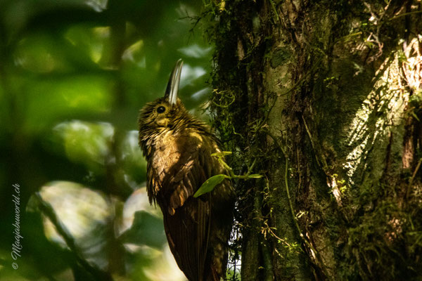 Monteverde