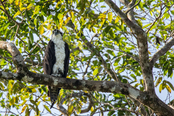 Osprey