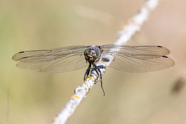 Seiltanzen! / Tightrope walking!