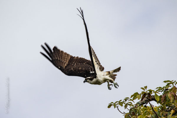 Osprey