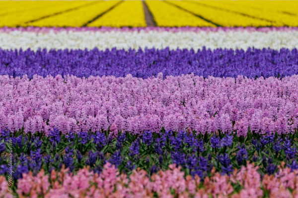 Zwar keine Tulpen aber dennoch wunderschön!