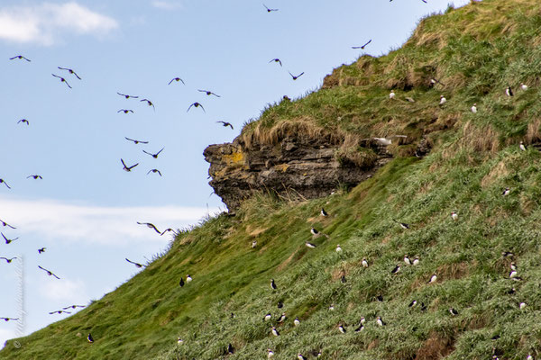 Puffin Island