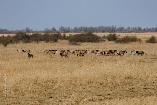 Pferdeherden wie in der Mongolei