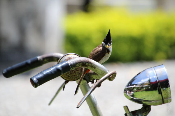 Dieses Vogel-Spektakel konnten wir erleben... / This bird-spectacle we could see...